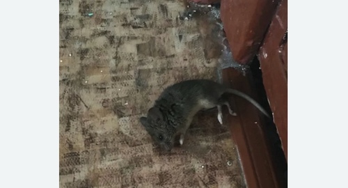 Дезинфекция от мышей в Медногорске