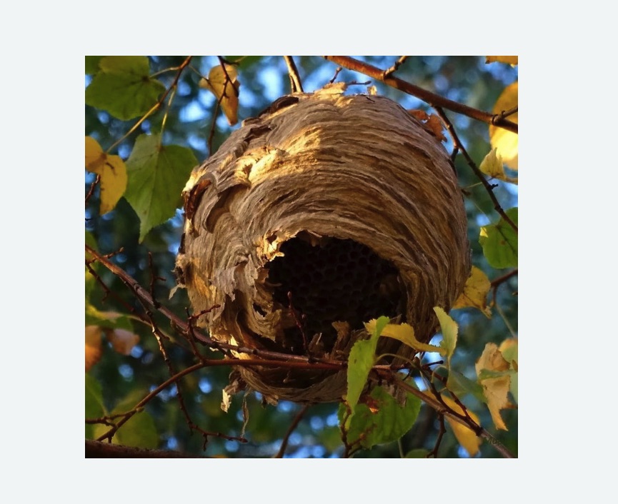 Обработка от шершней в Медногорске