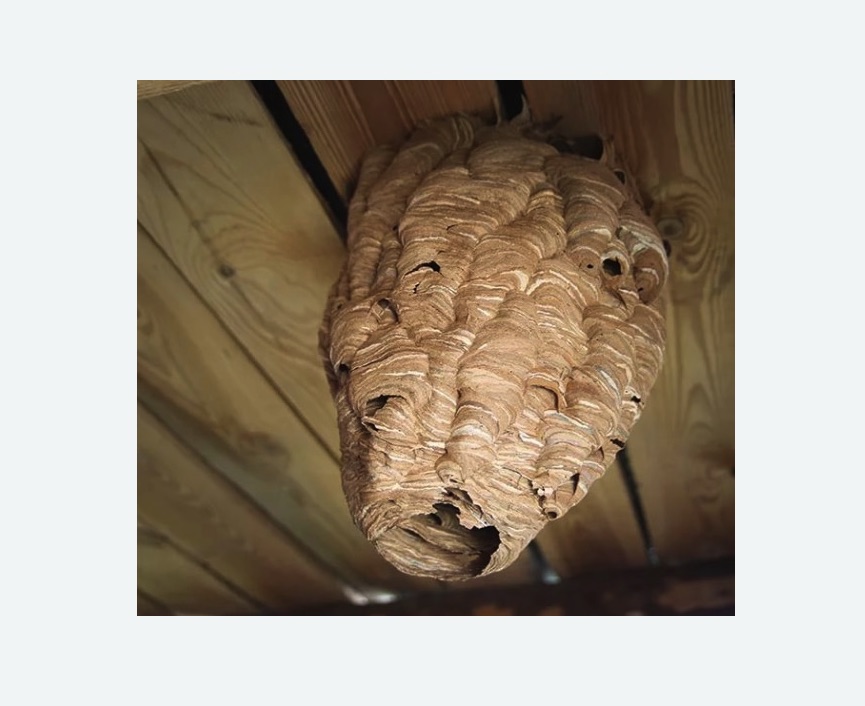 обработка от шершней в Медногорске