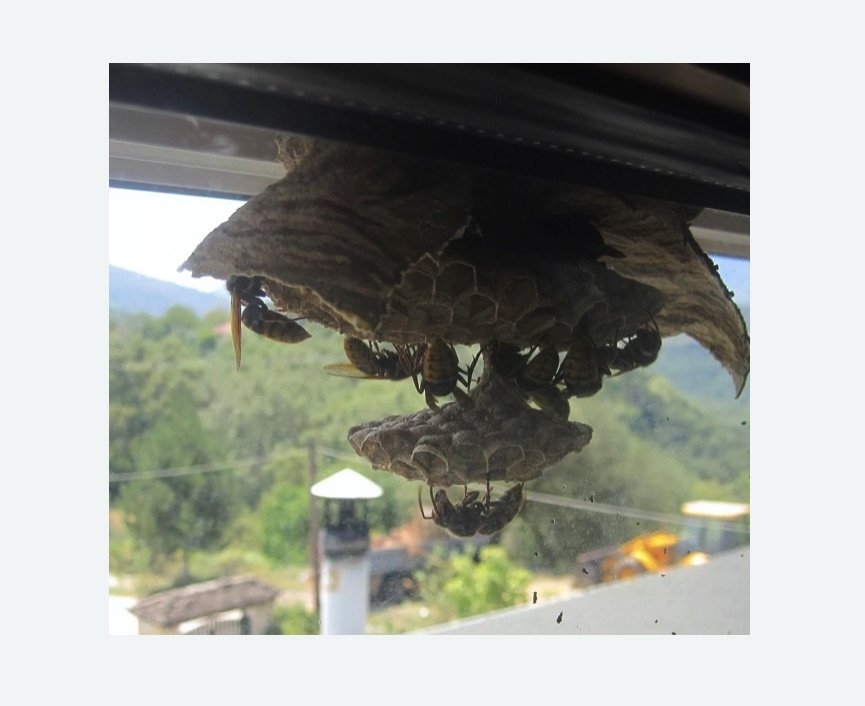 Уничтожение гнёзд шершней в Медногорске