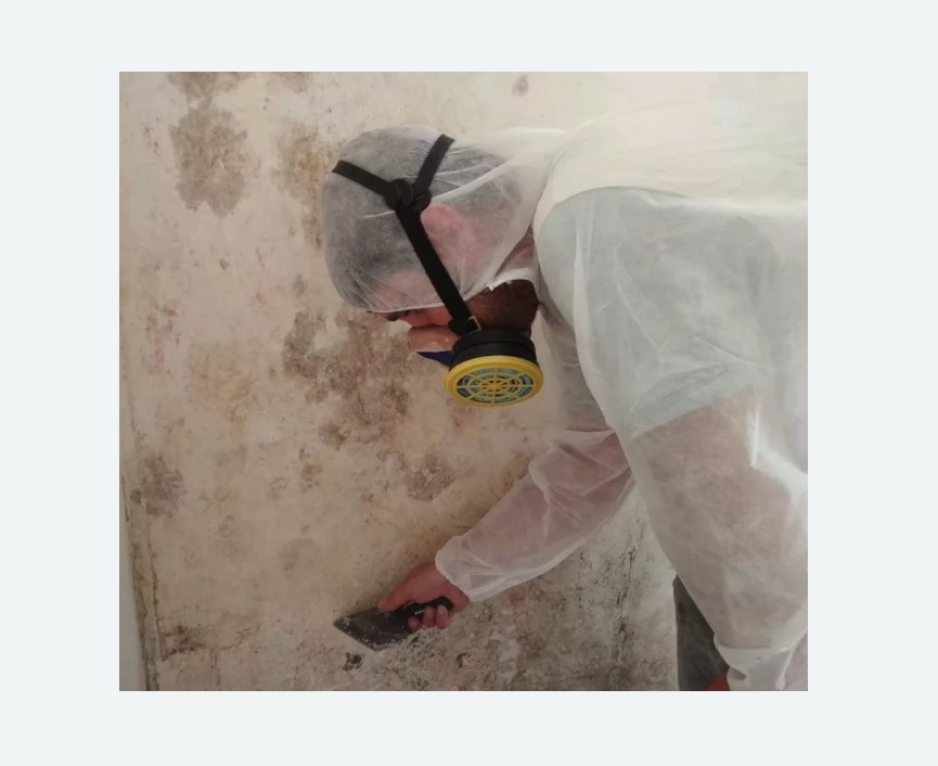 Обработка стен от плесени в Медногорске