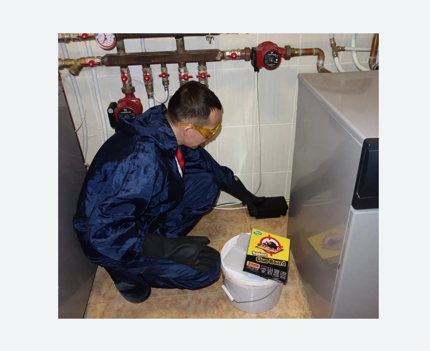 Уничтожение крыс Уничтожение крыс в Медногорске