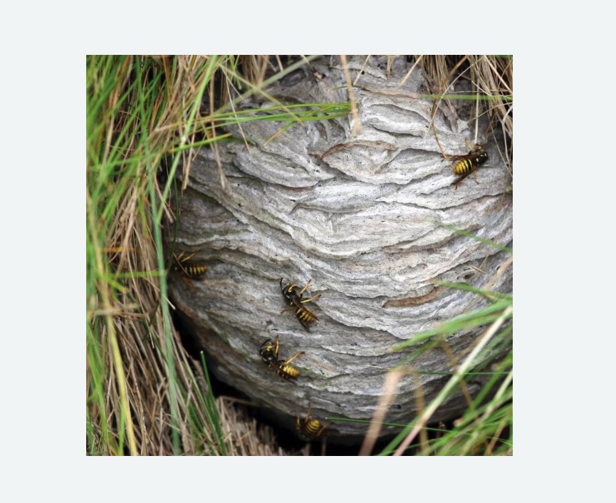 Уничтожение ос и ульев в Медногорске